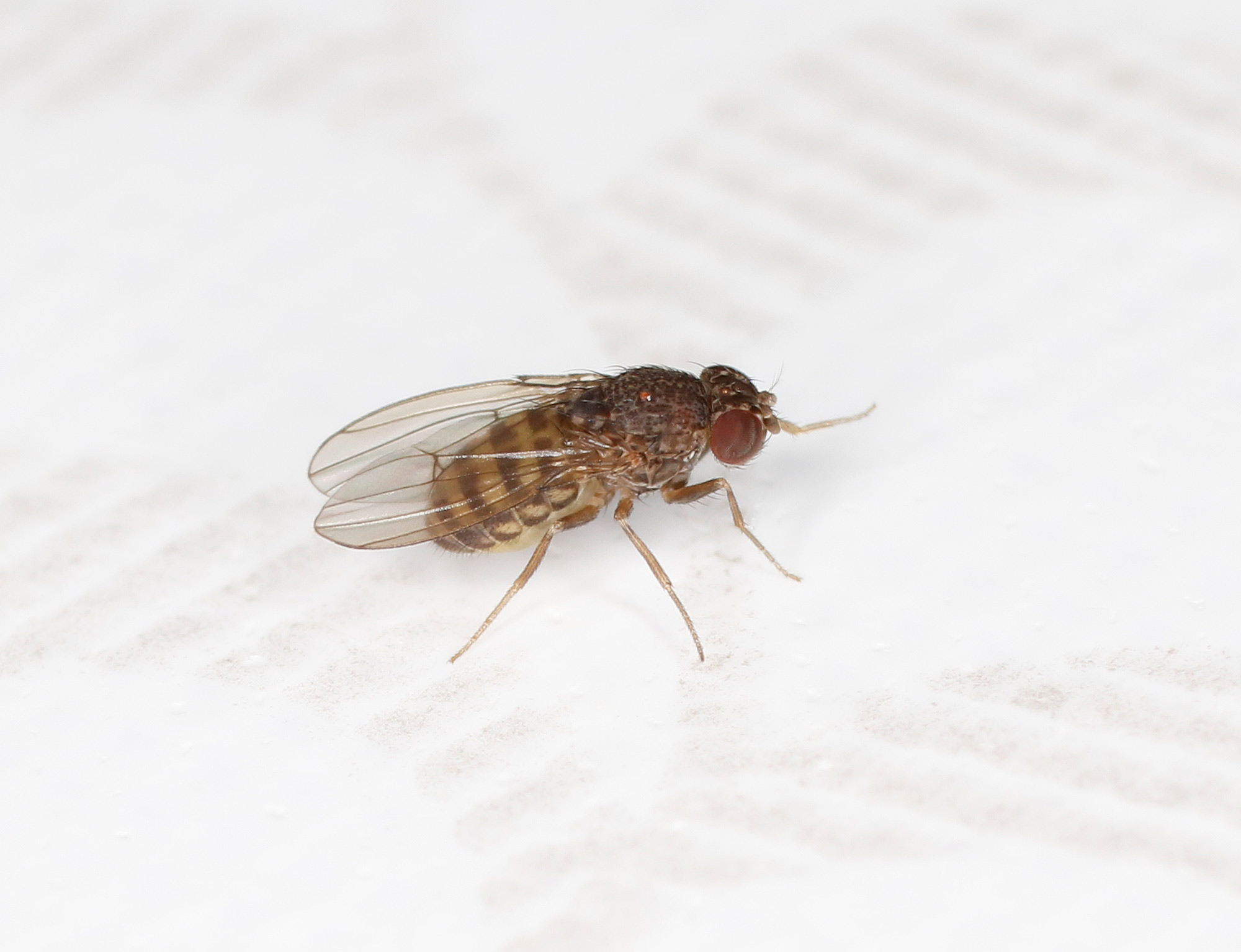 Drosophilidae: Drosophila cfr. repleta